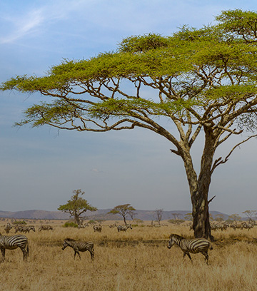 Tanzania Image